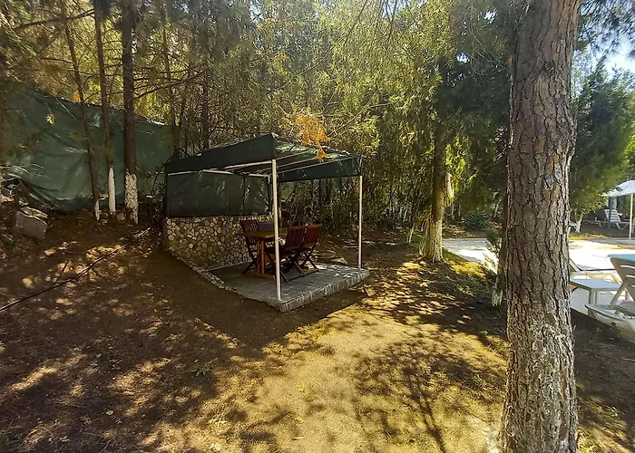 Tropicana * דטקה